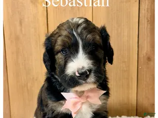 Bernedoodle dogs Sebastian- Standard F1 - Ad 38