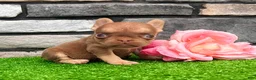 French Bulldog dogs for sale: Grace - Ad 4