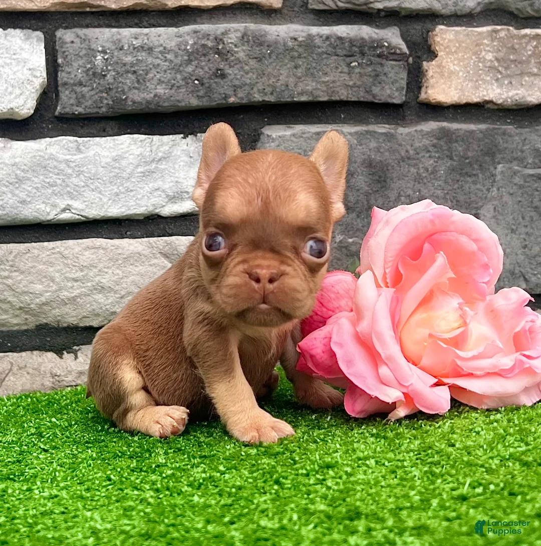French Bulldog dogs for sale: Grace - Ad 4