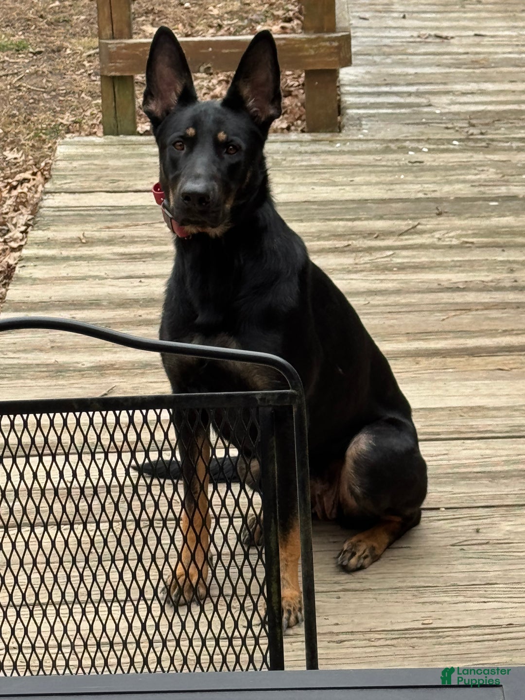 Mixed Breed dogs for sale: Puppy 1  - Ad 6