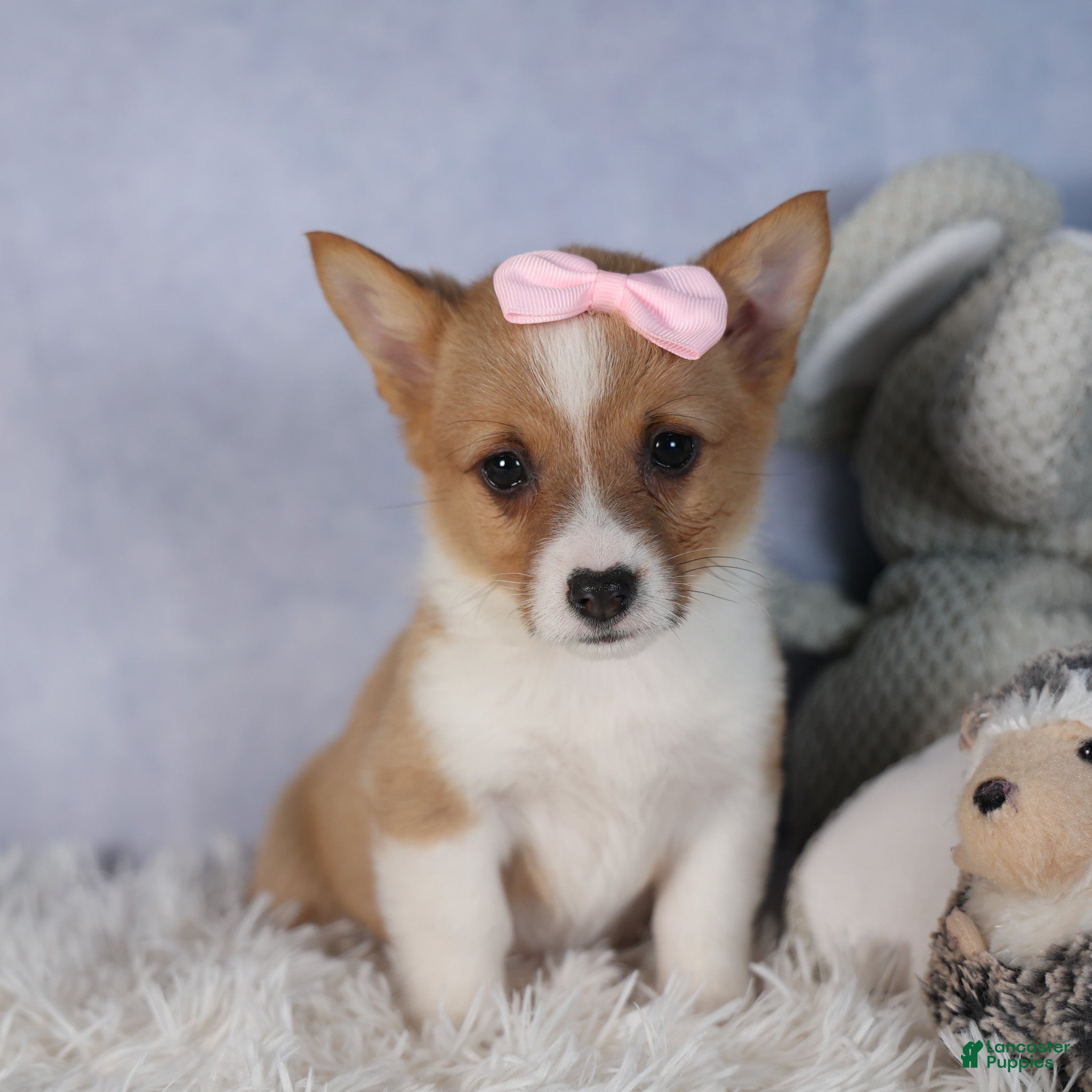 Welsh Corgi Pembroke dogs Demi - Ad 21