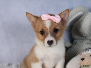 Welsh Corgi Pembroke dogs Demi - Ad 26