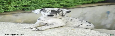 Georgia