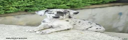 Great Dane dogs for sale: Georgia - Ad 1