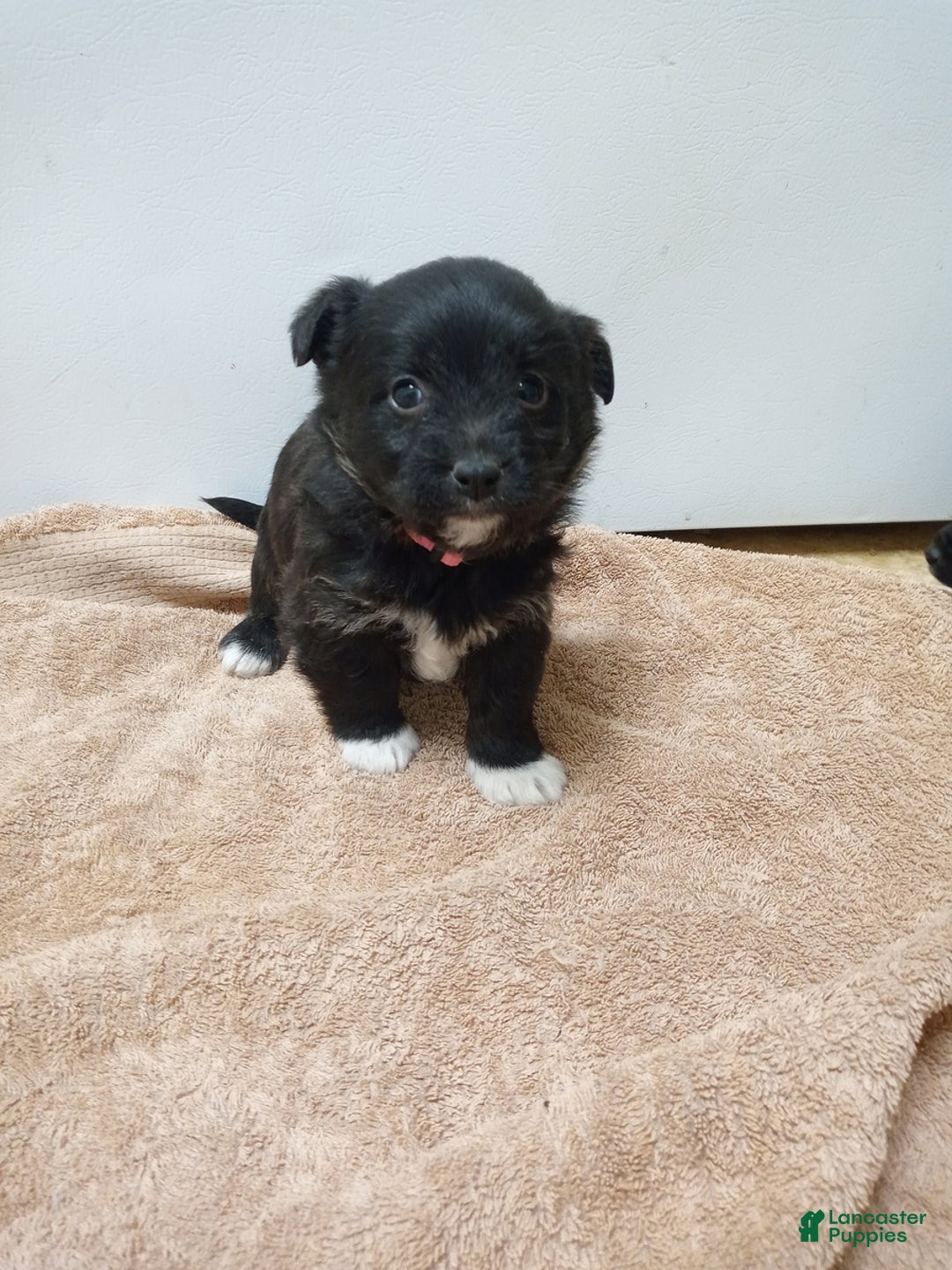 Gallery Image {{count}}