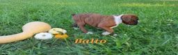 Boxer dogs for sale: Balto AKC - Ad 5