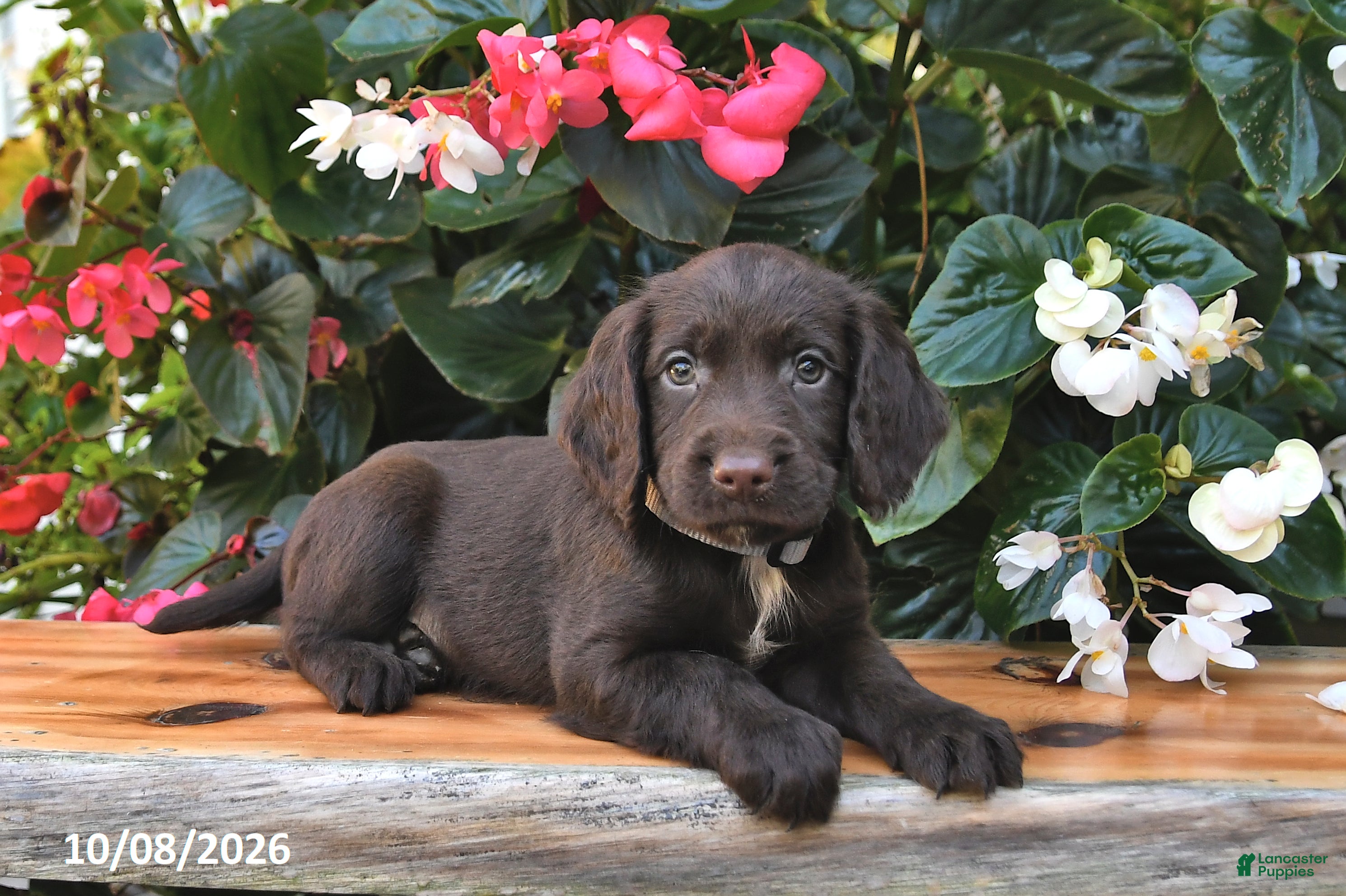 Cocker Spaniel dogs Ernie - Ad 2
