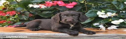 Cocker Spaniel dogs for sale: Ernie - Ad 2