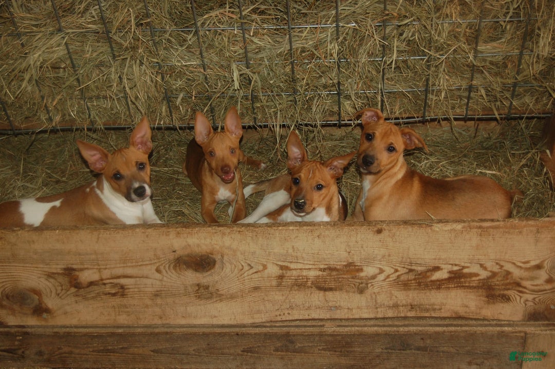 Gallery Image {{count}}