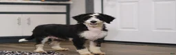 Mini Bernedoodle dogs for sale: Gabe - Ad 7