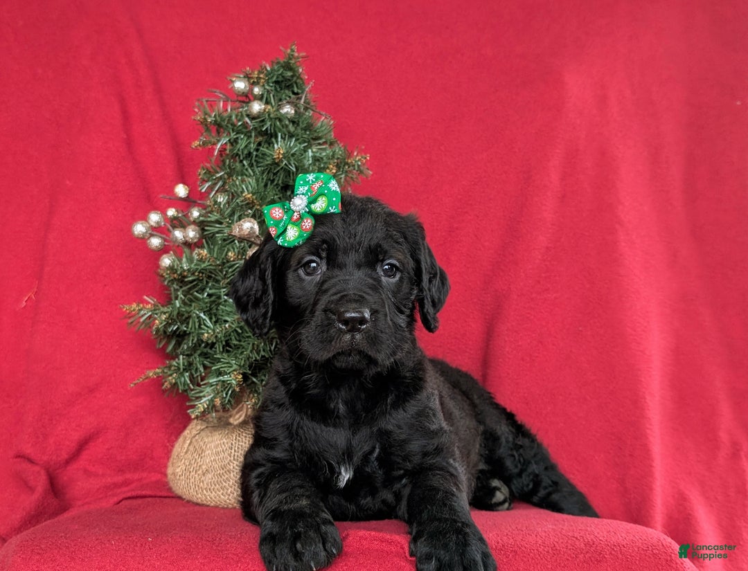 Mixed Breed dogs for sale: Audrey - Ad 5