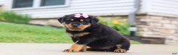 Rottweiler dogs for sale: Dixie - Ad 3