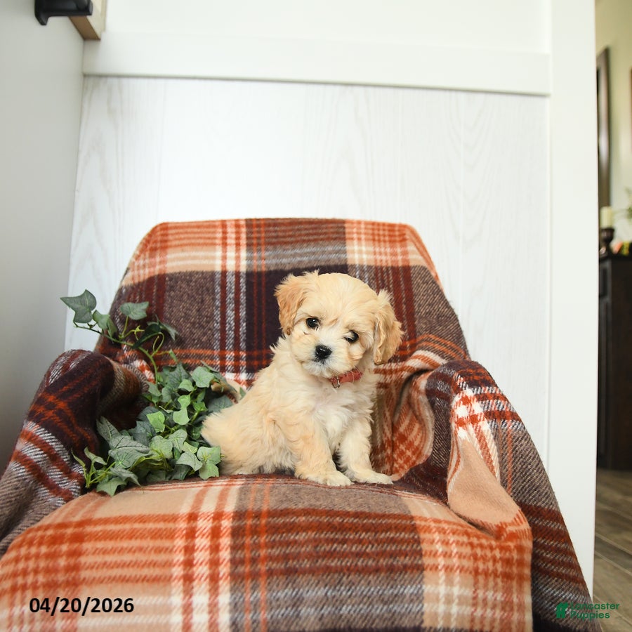 Cavachon dogs Kia - Ad 1