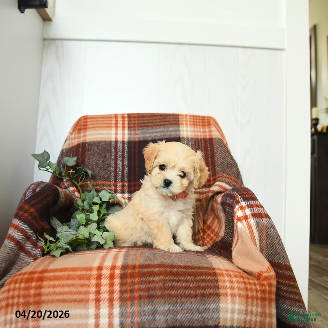 Cavachon dogs for sale: Kia - Ad 1