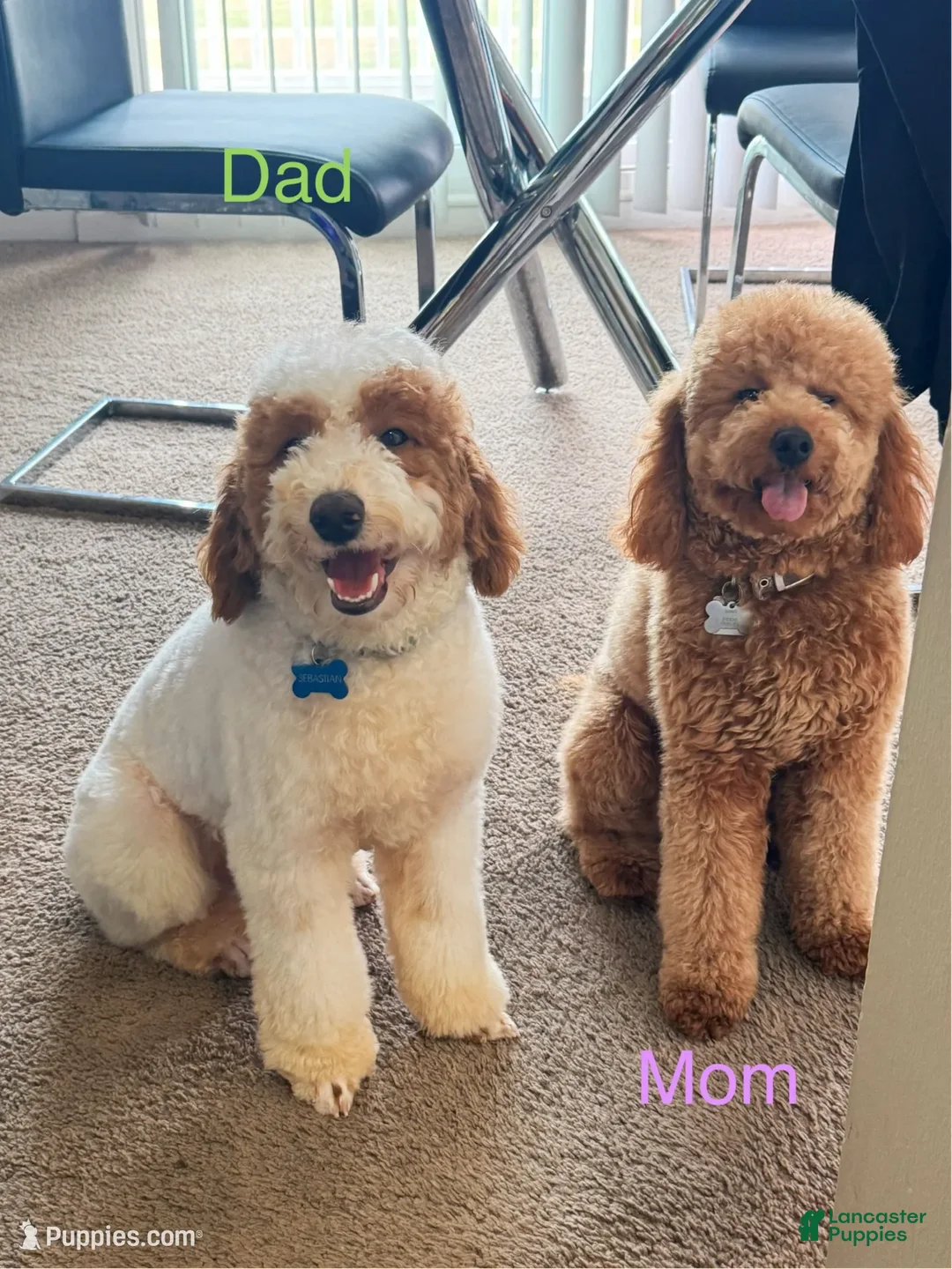 Mini Goldendoodle dogs for sale: Saja - Ad 6
