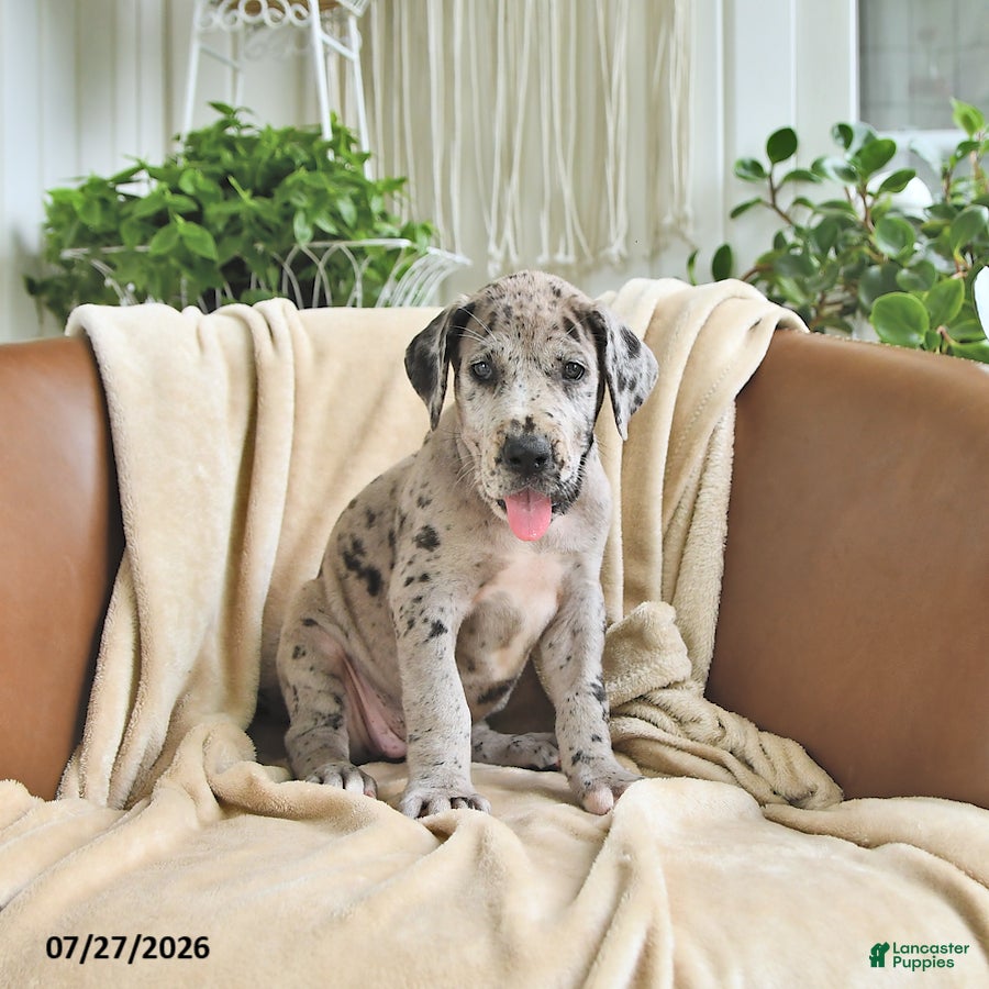 Great Dane dogs Beauty - Ad 1