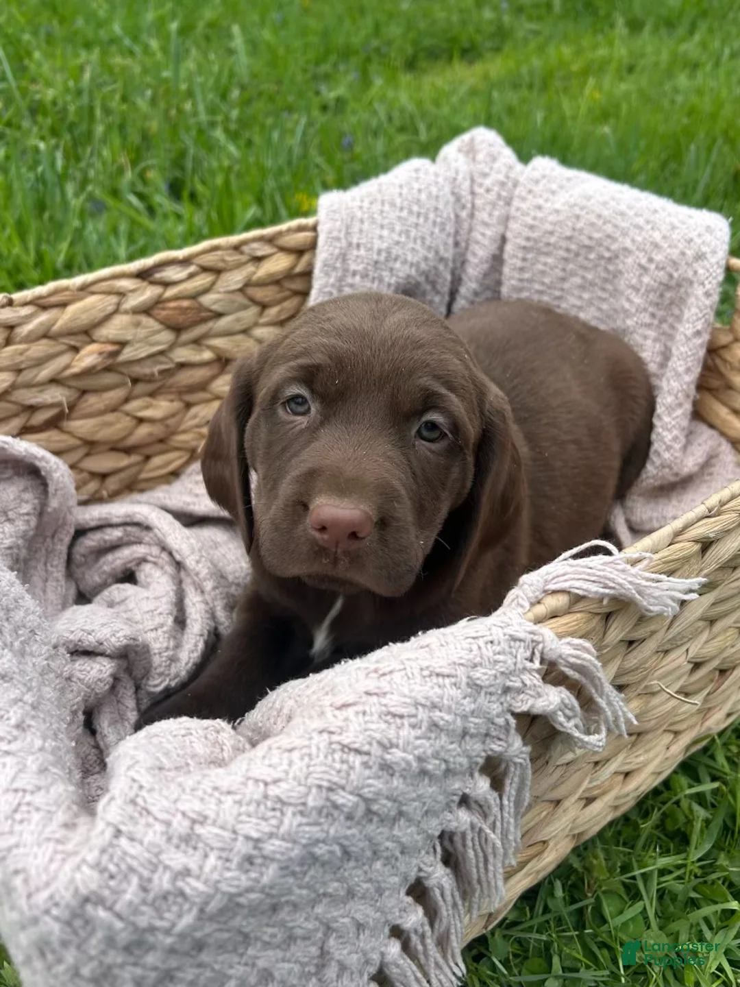 Mixed Breed dogs for sale: Hazel - Ad 1