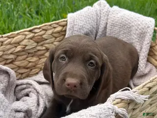 Mixed Breed dogs for sale: Hazel - Ad 3