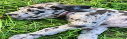 Great Dane dogs for sale: Merle Male  - Ad 5