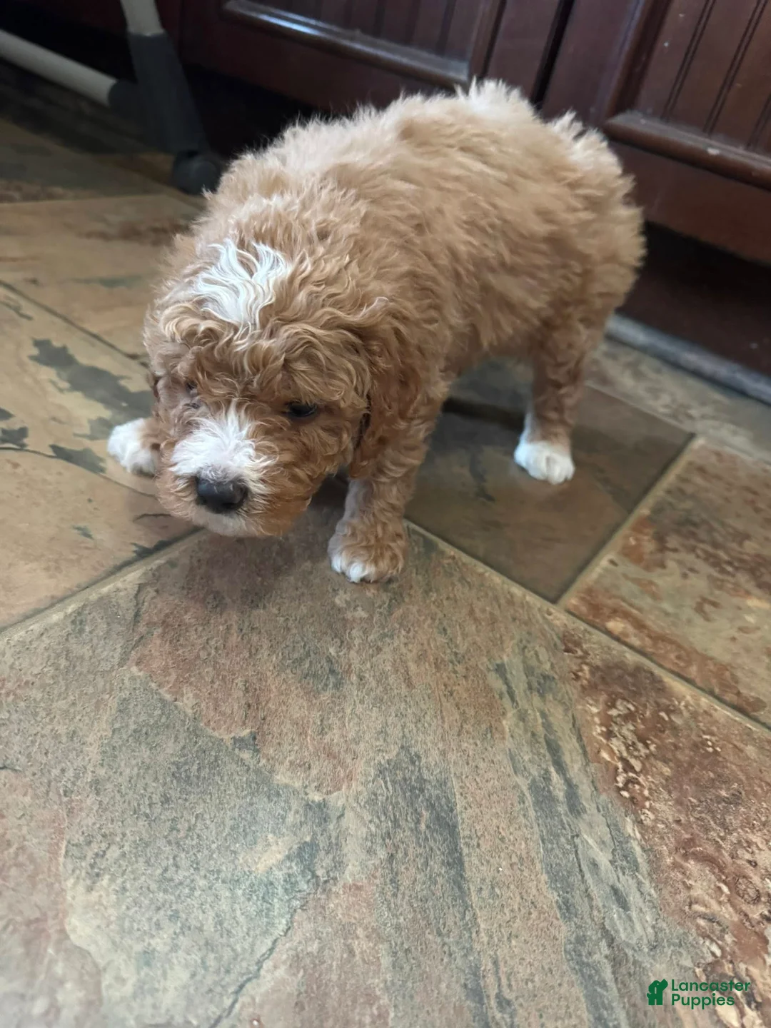 Bernedoodle dogs for sale: mini Bernedoodle Puppy 1 white - Ad 4
