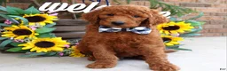Goldendoodle dogs for sale: Remington  - Ad 3