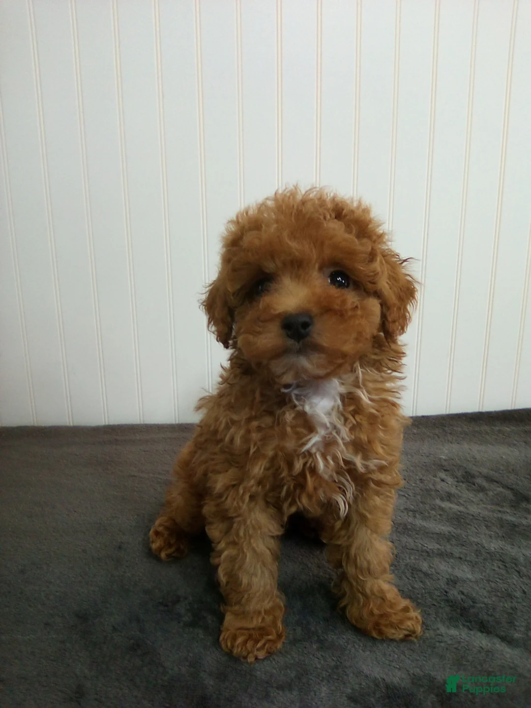 Toy Poodle dogs for sale: Toby - Ad 1