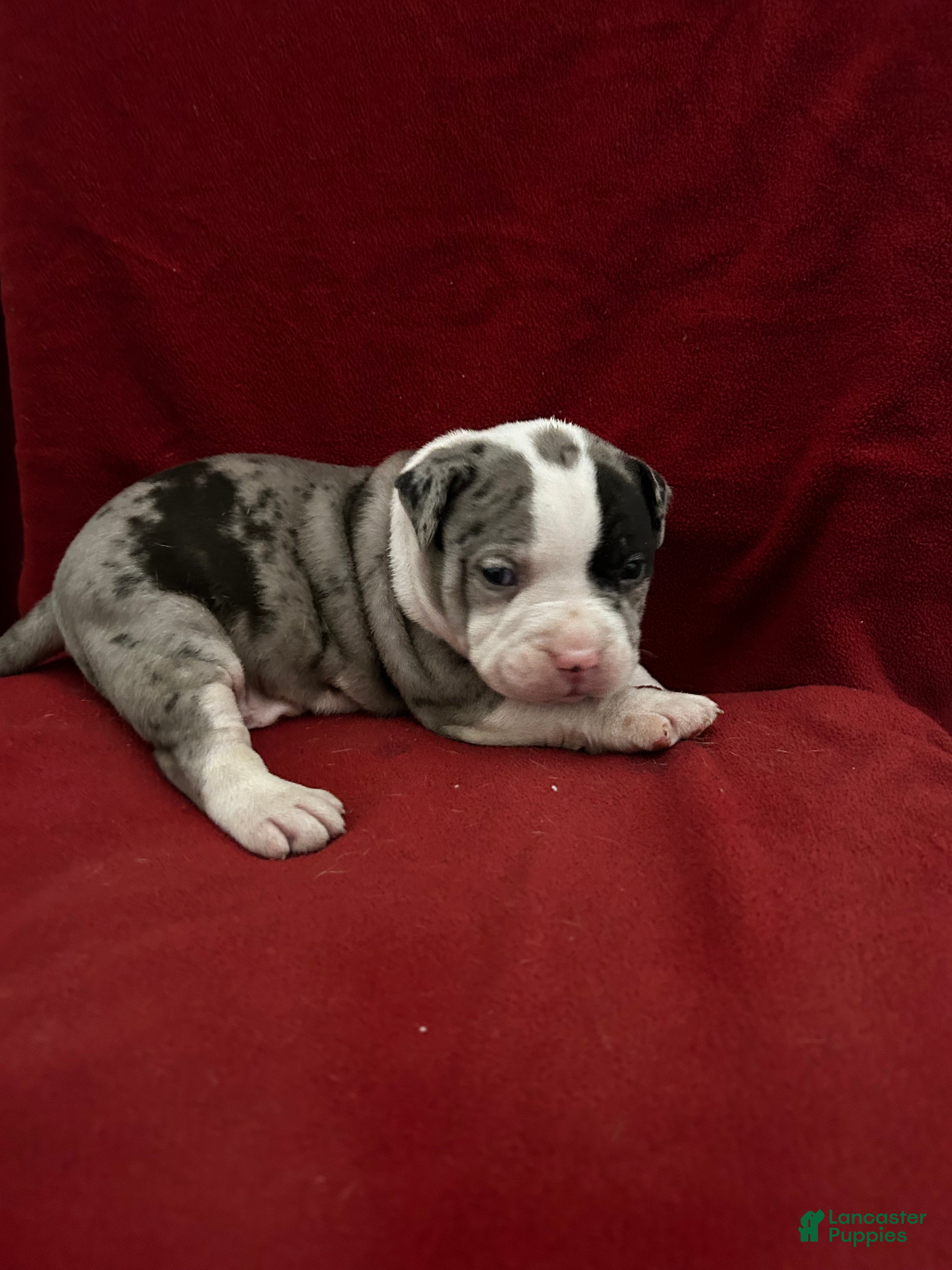 American Bully dogs American Bully Puppy 2 - Ad 2
