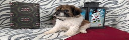 Mixed Breed dogs for sale: Abby - Ad 6