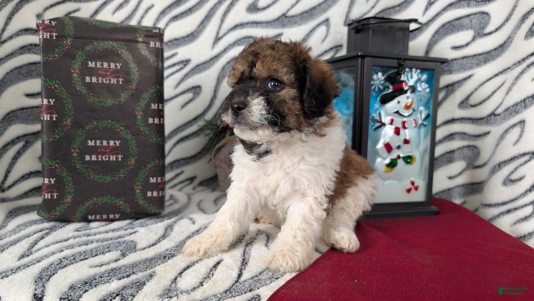 Mixed Breed dogs for sale: Abby - Ad 6