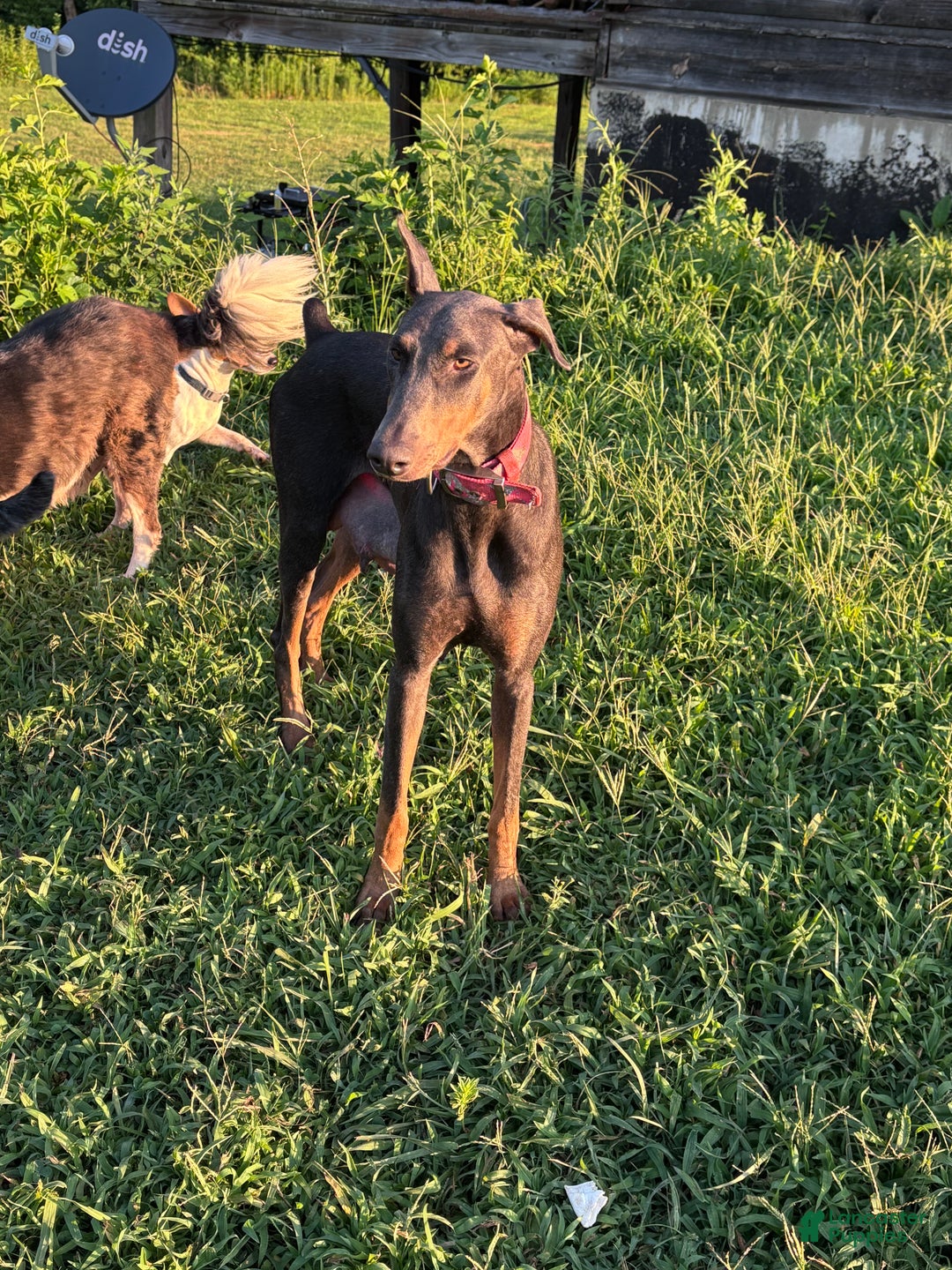 Gallery Image {{count}}