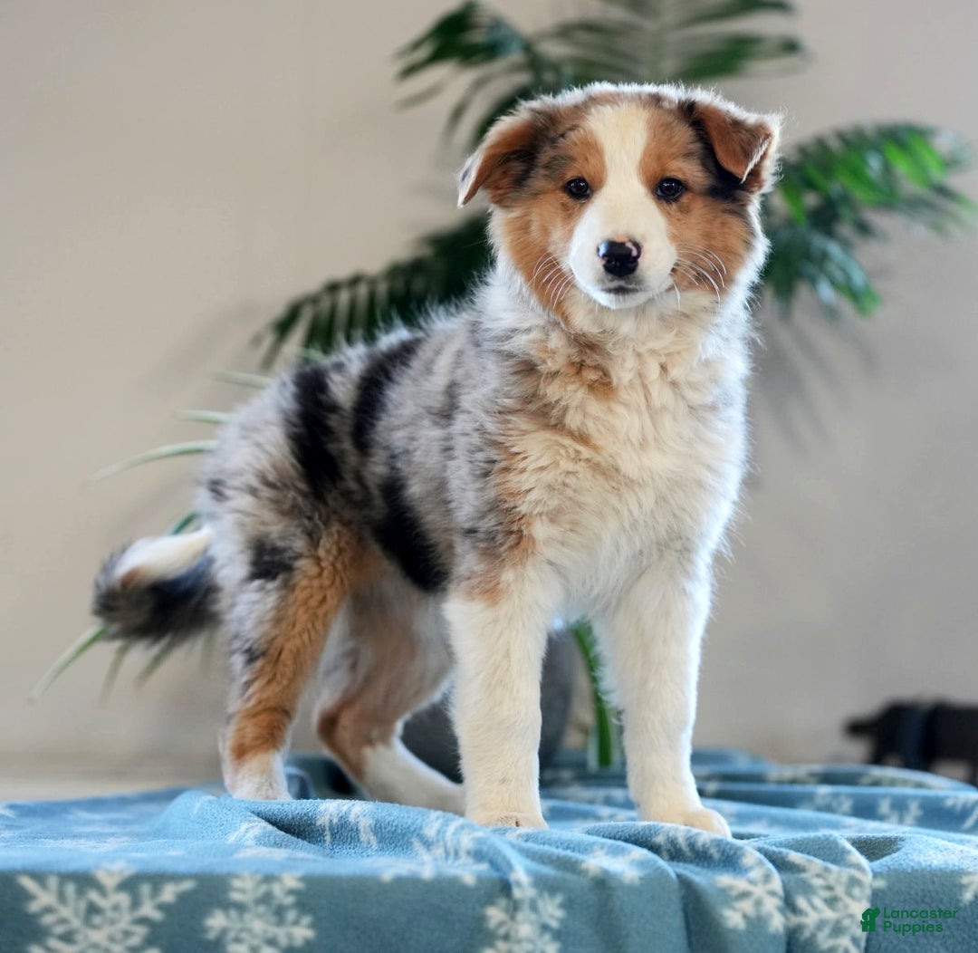 Australian Shepherd dogs for sale: Sadie - Ad 1