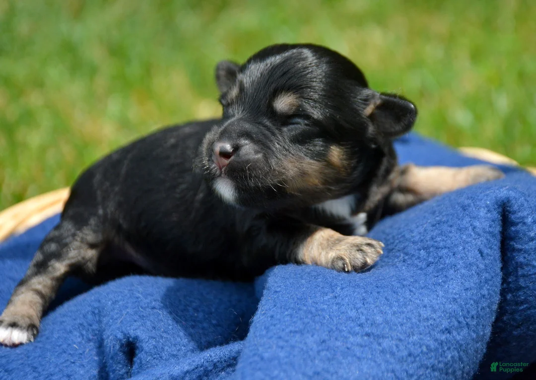 Bernedoodle dogs for sale: Britney Bernedoodle 5 - Ad 1