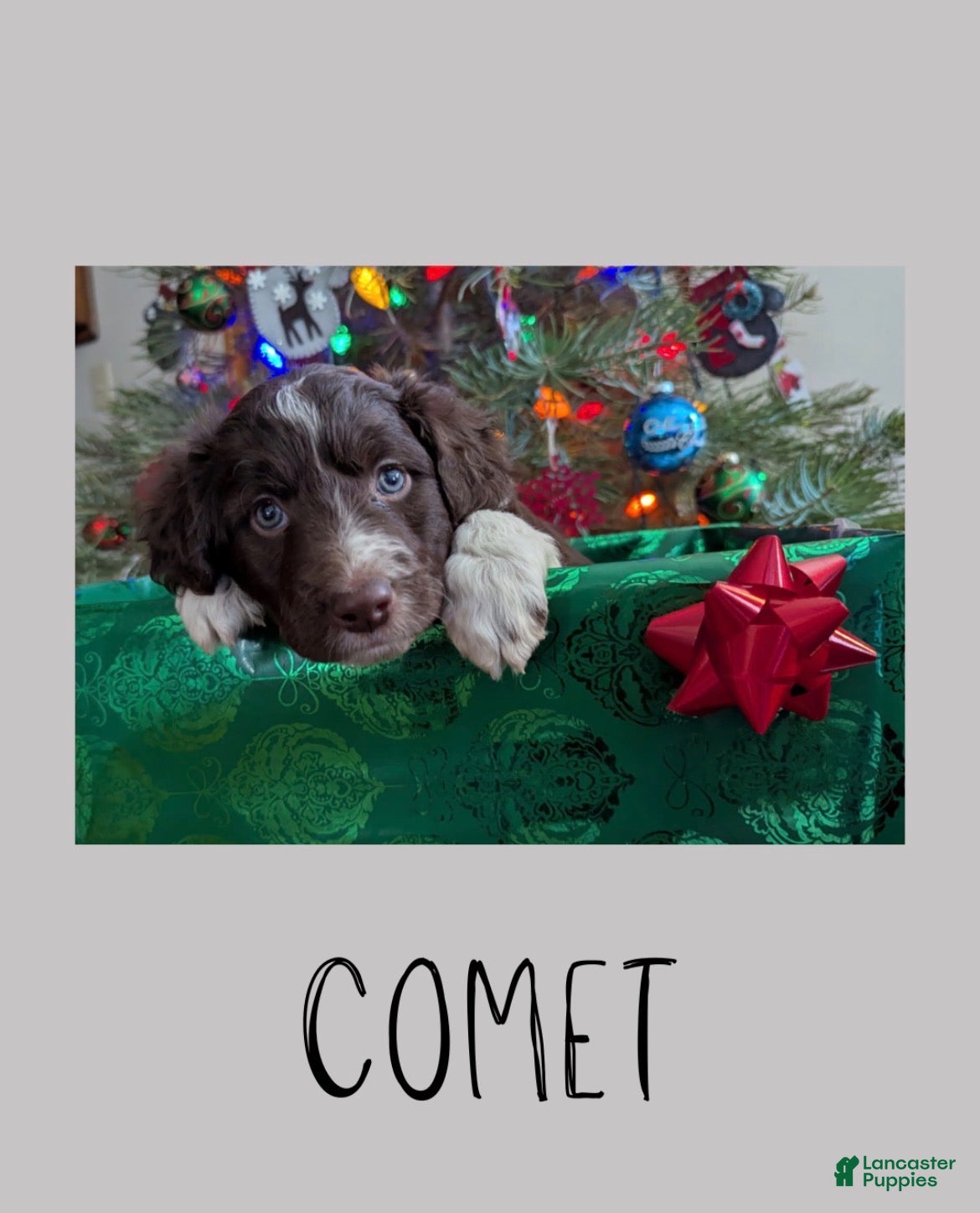 Mixed Breed dogs Comet - Ad 27