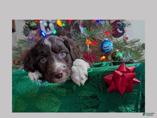 Mixed Breed dogs Comet - Ad 27