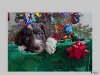 Mixed Breed dogs Comet - Ad 40