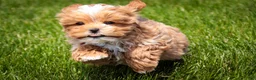 Shihpoo dogs for sale: Bowie - Ad 6