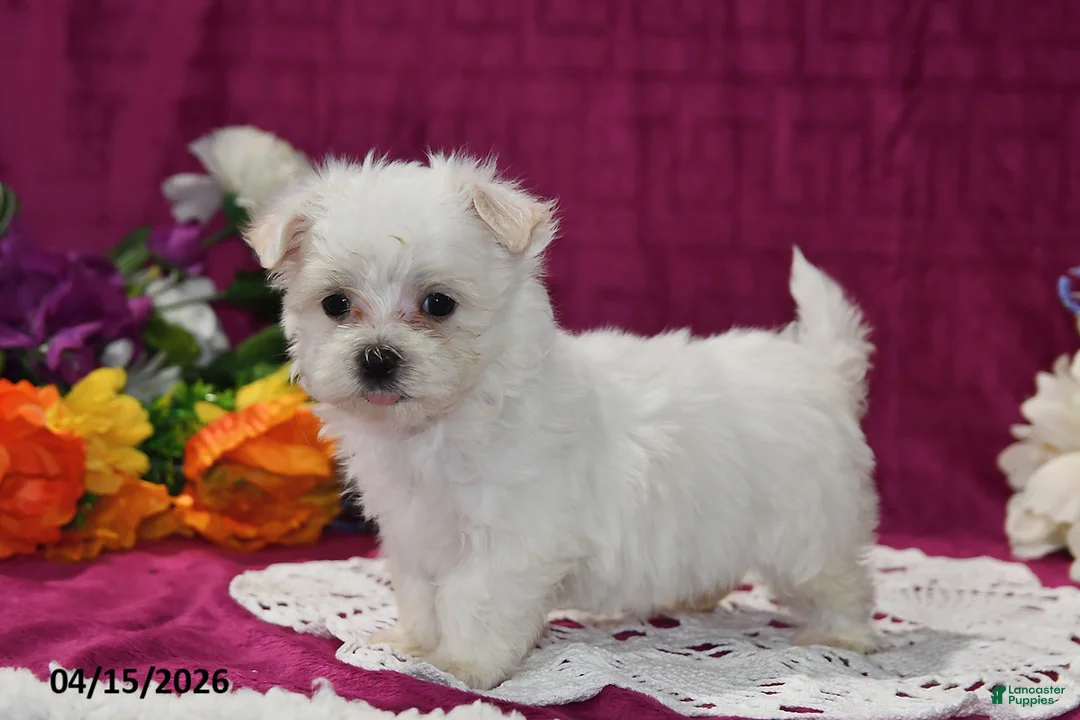 Maltese dogs for sale: Ollie - Ad 2