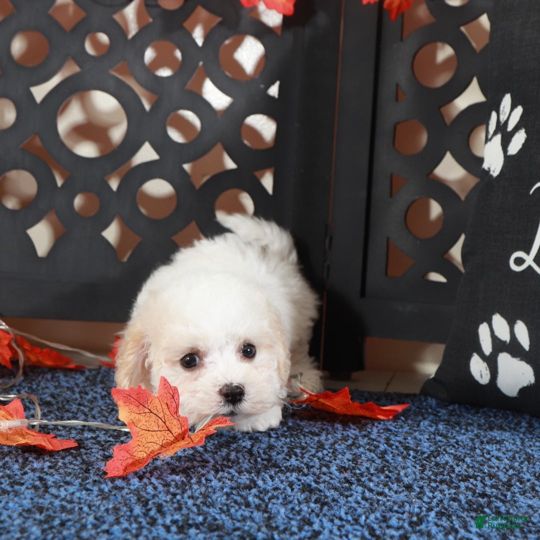 Bichpoo dogs for sale: Lily-Darling little Female Poochon - Ad 5