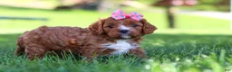 Cavapoo dogs for sale: Alison - Ad 4