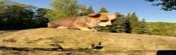 Welsh Corgi Pembroke dogs for sale: Teddy - Ad 15