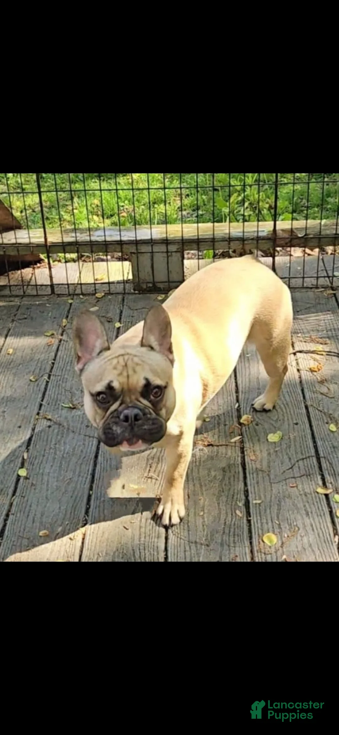 French Bulldog dogs for sale: French Bulldog Puppy 1 - Ad 4