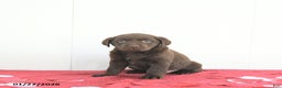 Labrador Retriever dogs for sale: Hunter - Ad 5