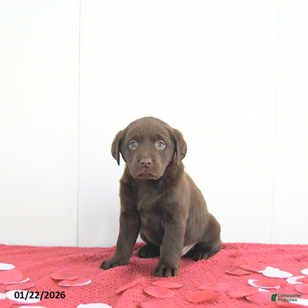 Labrador Retriever dogs for sale: Hunter - Ad 5