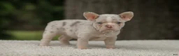 French Bulldog dogs for sale: Dora - Ad 8
