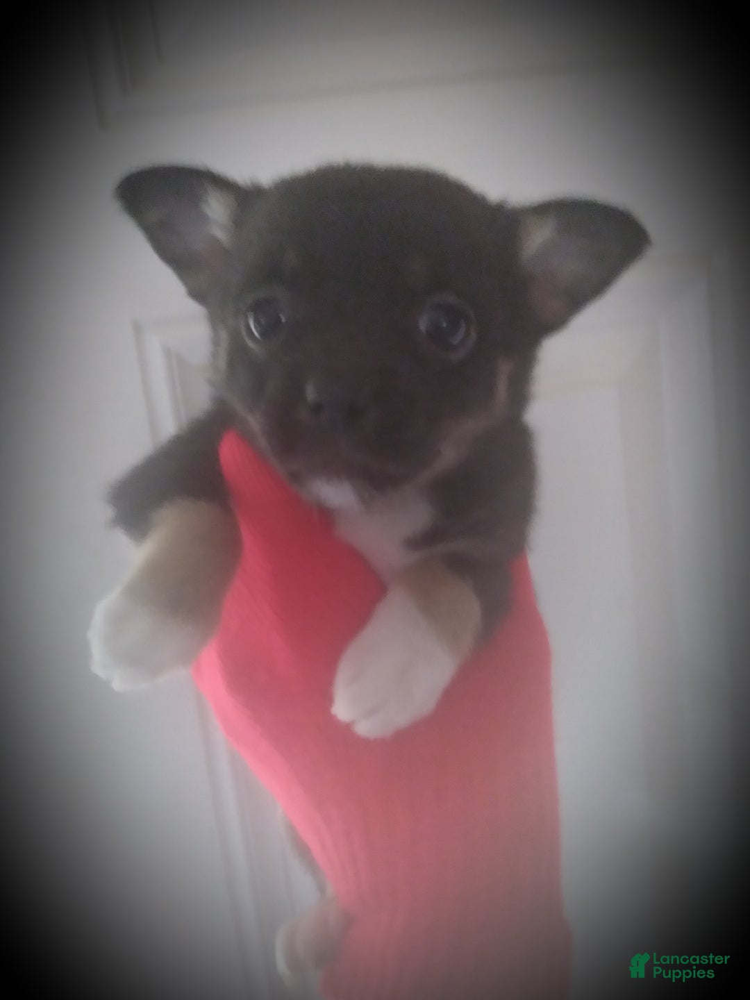 Chihuahua dogs for sale: Cleo - Ad 1