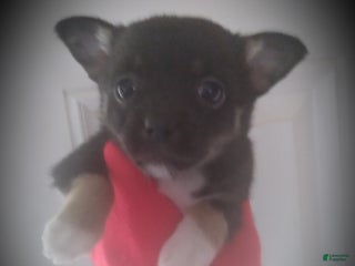 Chihuahua dogs for sale: Cleo - Ad 3