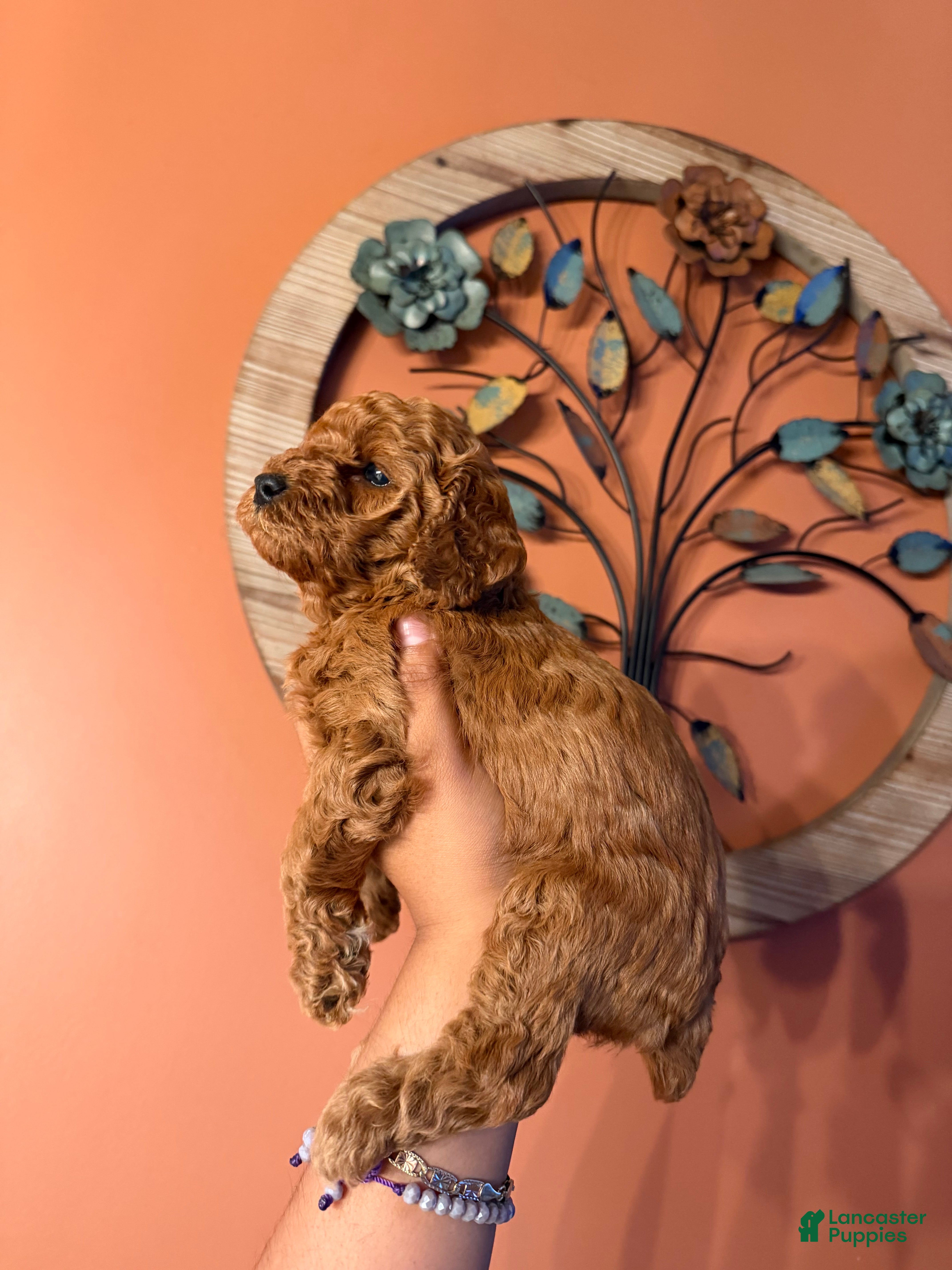 Miniature Poodle dogs for sale: Daisy - Ad 2