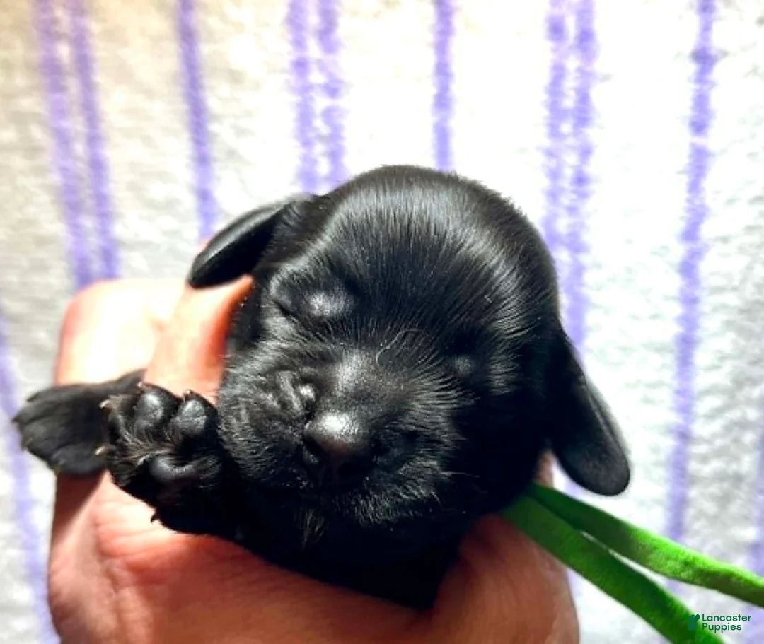 Cocker Spaniel dogs for sale: Cocker Spaniel 6 Chartreuse  - Ad 2