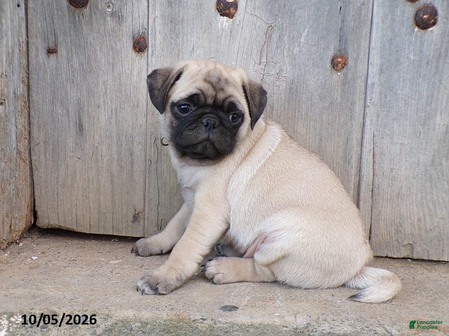 Dusty (Pug, Male) in Williamsburg, PA
