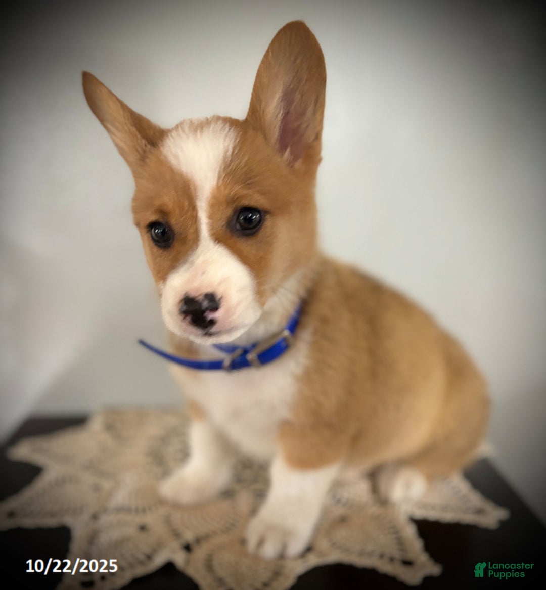 Welsh Corgi Pembroke dogs for sale: Patrick - Ad 4